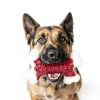 Kseroo Nylon Dog Chew Toy Tough Chewers Large Breed-4