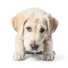 KONG Puppy Chew Toy Soft Rubber Fetch Play Training-2