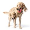 KONG Dog Chew Toy Natural Rubber Ring Durable Pet Supplies-2
