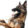 Tikaton Nylon Dog Chew Toy Beef Scent Durable Bone-4