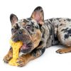 Nylabone Dog Chew Toy Dental Health Durable Treat Pouch-1