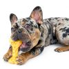 Nylabone Dog Chew Toy Dental Health Durable Treat Pouch-13