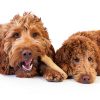 PetStages Dogwood Chew Toy Durable USA Made for Dogs-6