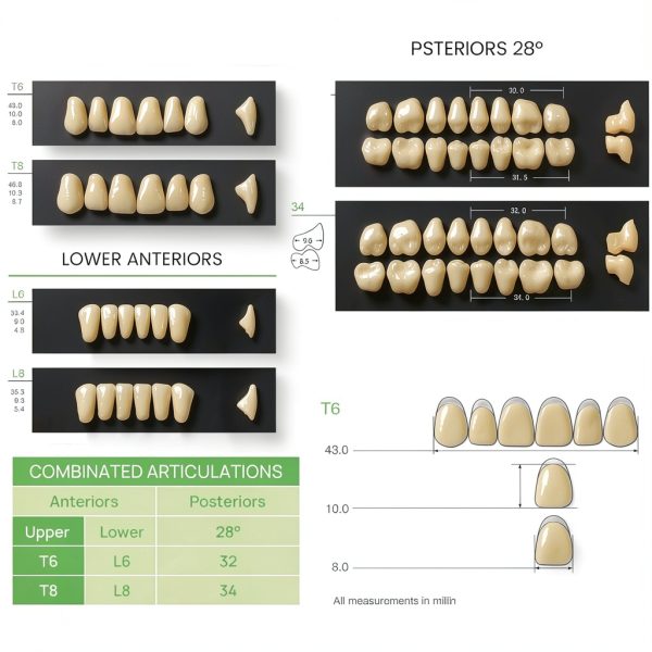 Dental Acrylic Resin Denture Teeth A3 T6 Resin 28pcs Set-2