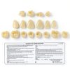 Dental Acrylic Resin Denture Teeth A3 T6 Resin 28pcs Set-5