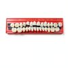 Nuanchu 280 Pcs False Teeth Acrylic Resin Denture Replacement Fake Teeth 10 Sets Denture Tooth Kit Upper Lower Dental Materials 23 A2 for Halloween DIY Dental Education Teeth Teaching Model-3